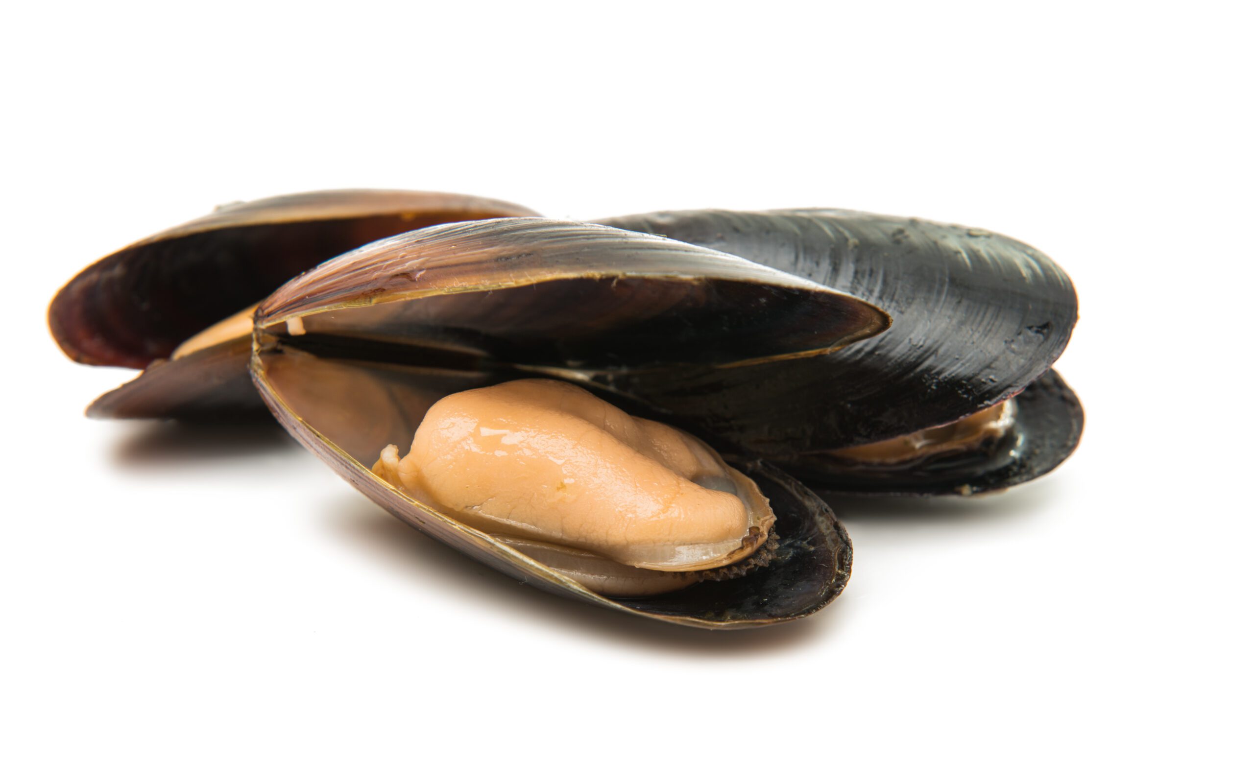 Mussels,On,A,White,Background